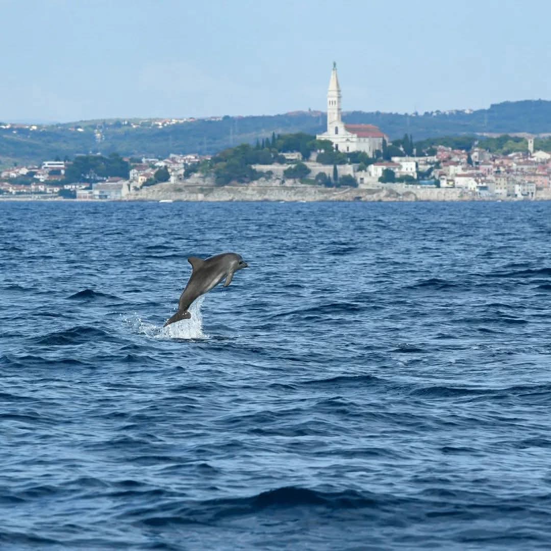 dolphin watching rovinj