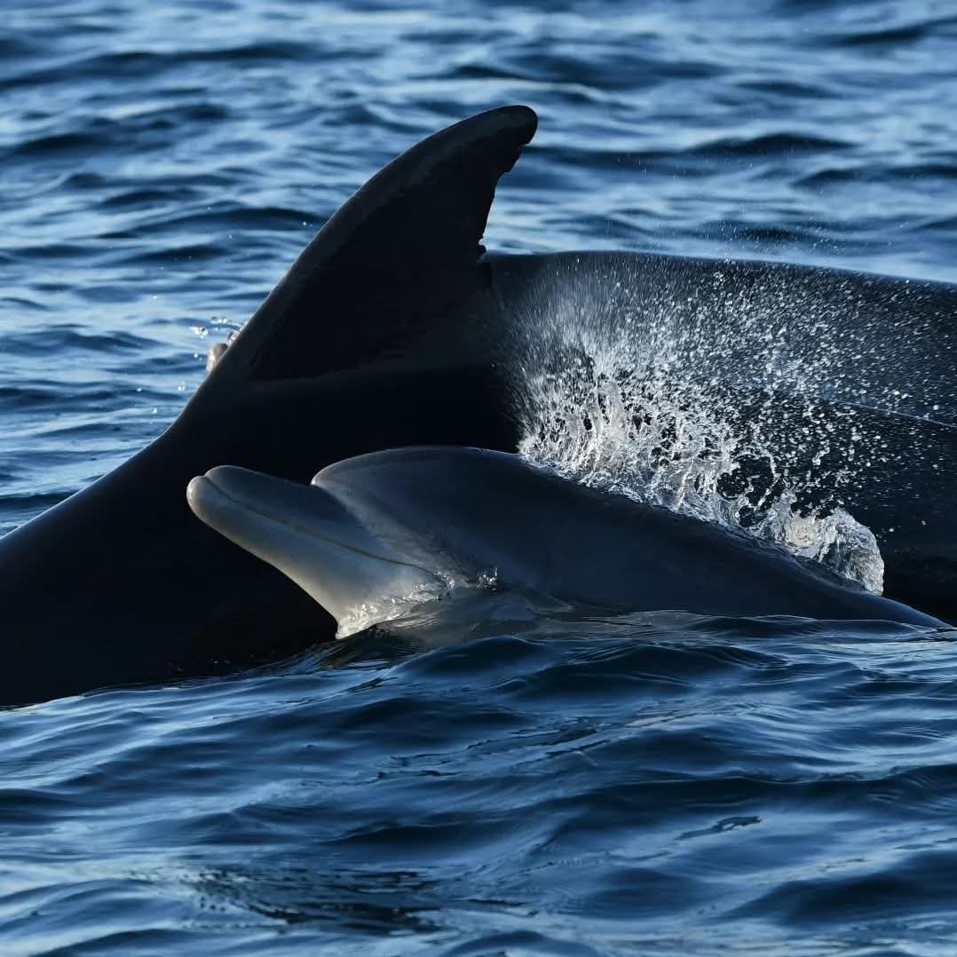 dolphin watching rovinj