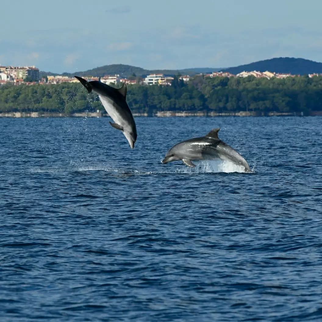 dolphin watching rovinj