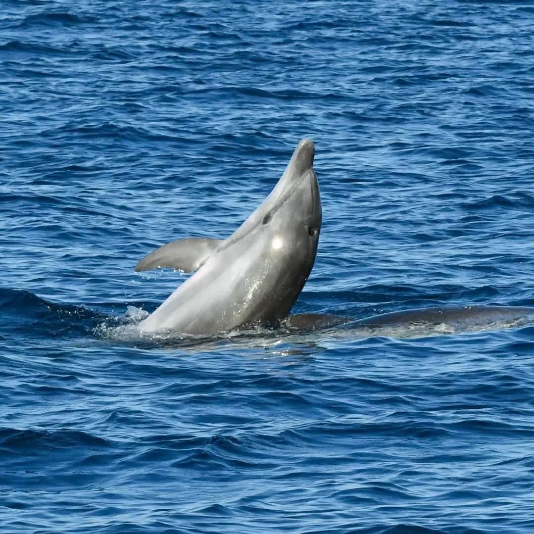 dolphin watching rovinj
