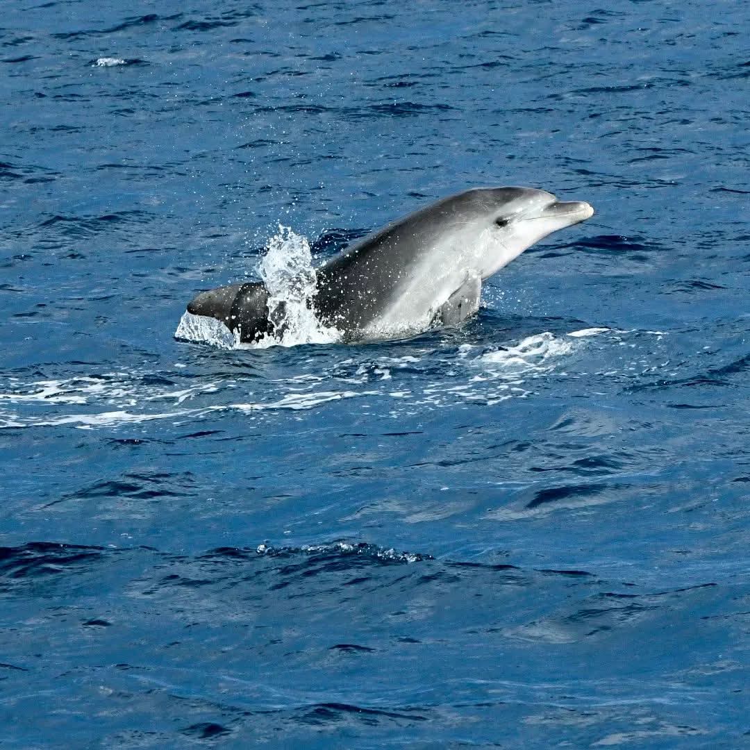 dolphin watching rovinj