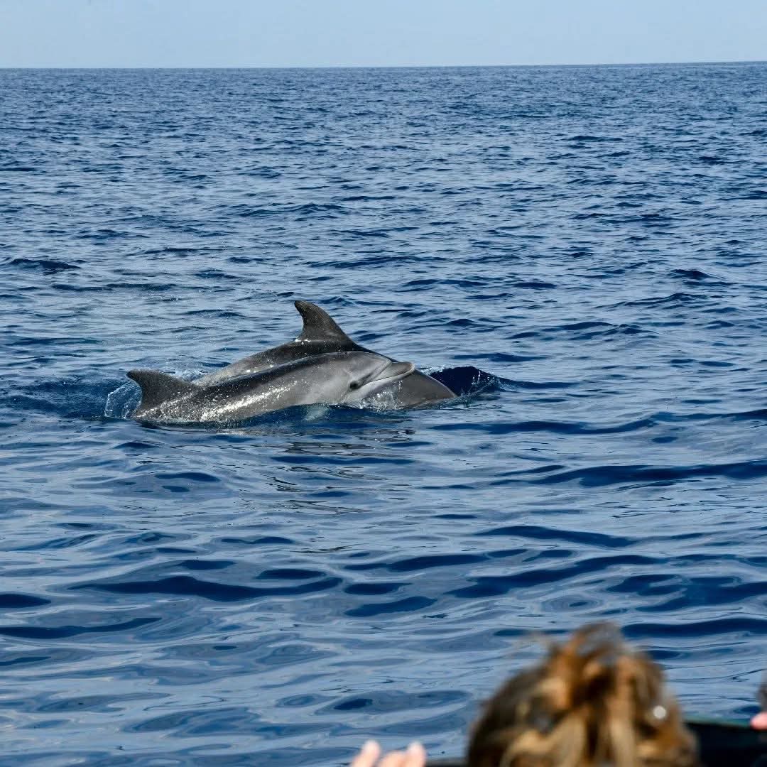 dolphin watching rovinj