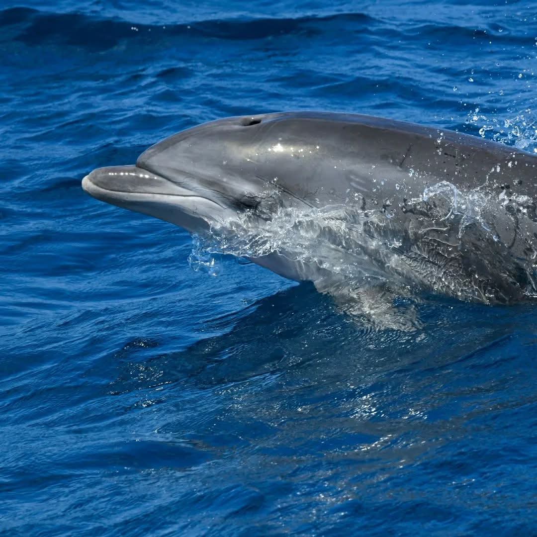 dolphin watching rovinj