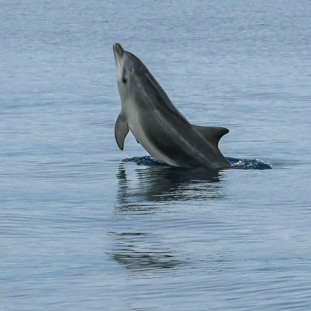 dolphin watching rovinj