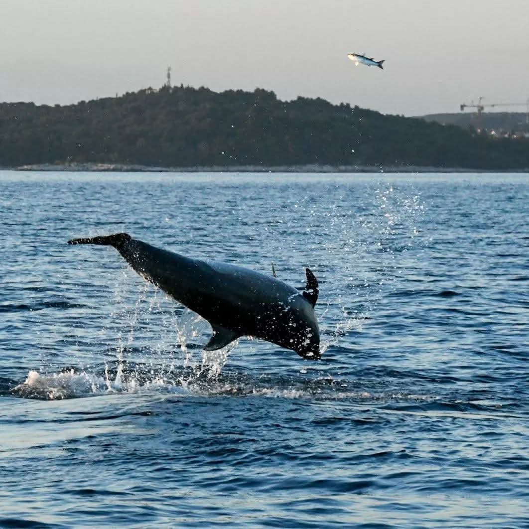 dolphin watching rovinj
