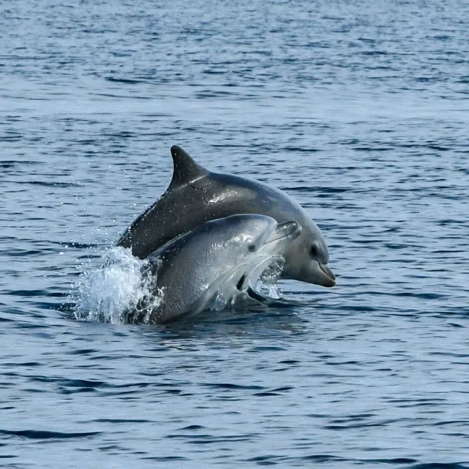 dolphin watching rovinj