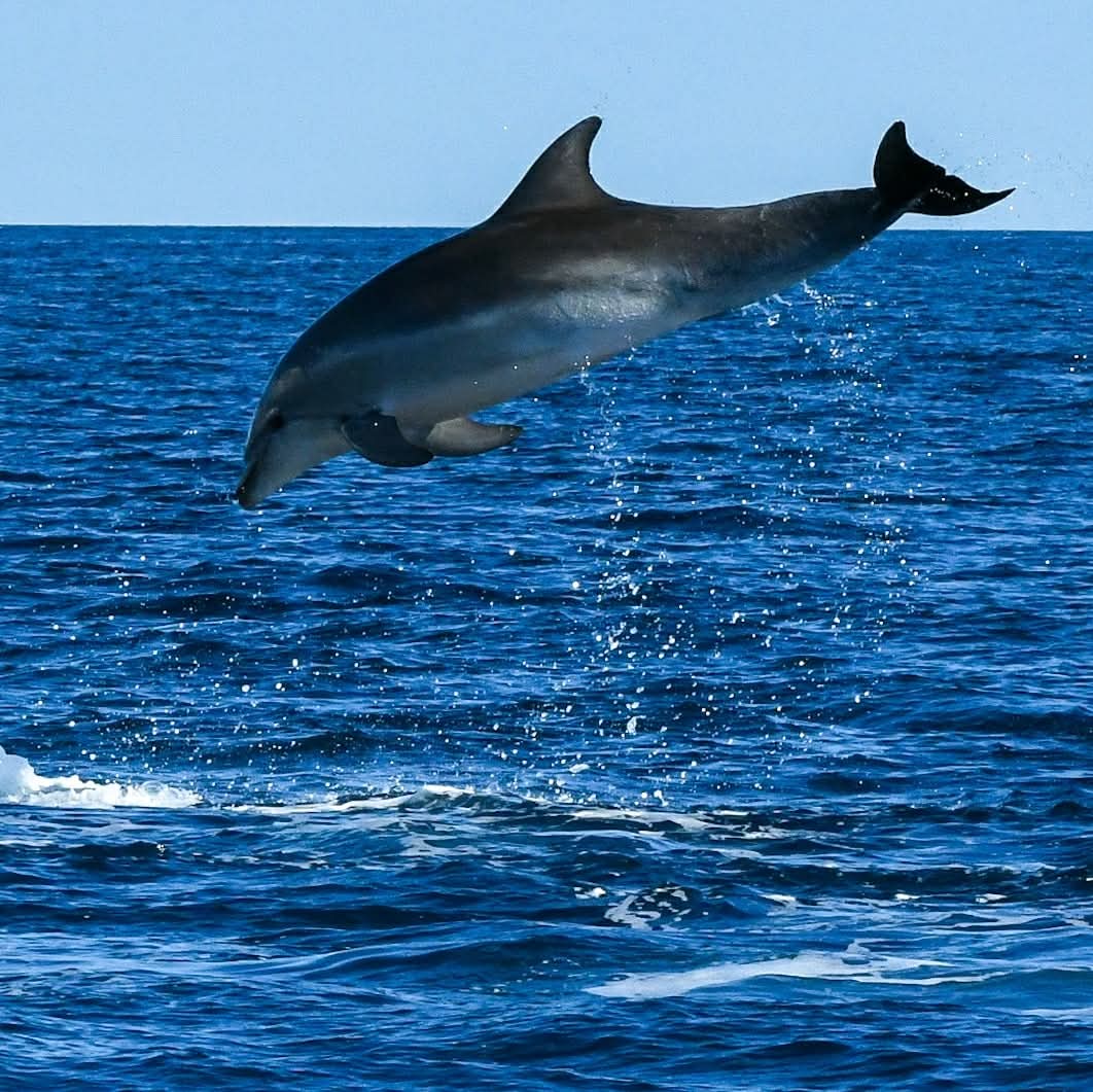 dolphin watching rovinj