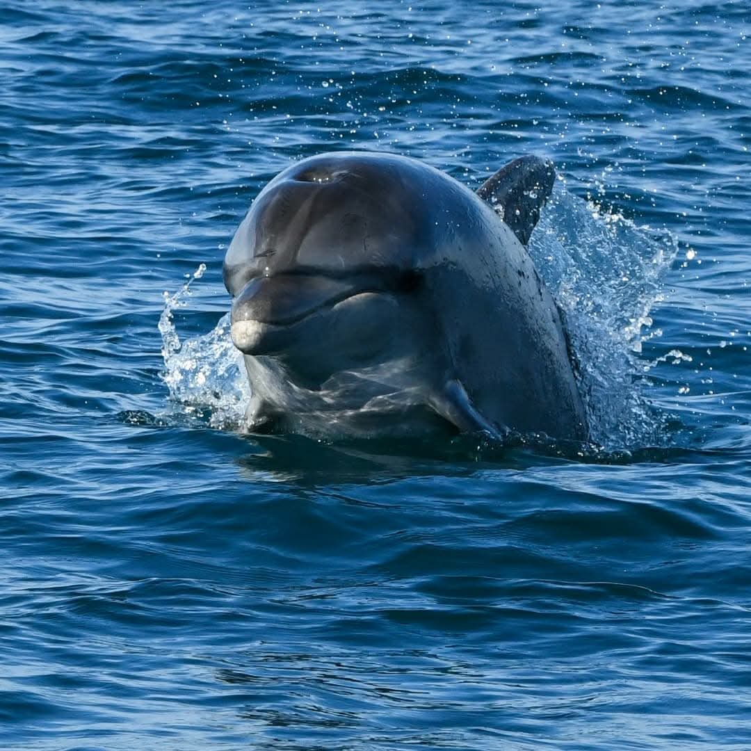 dolphin watching rovinj