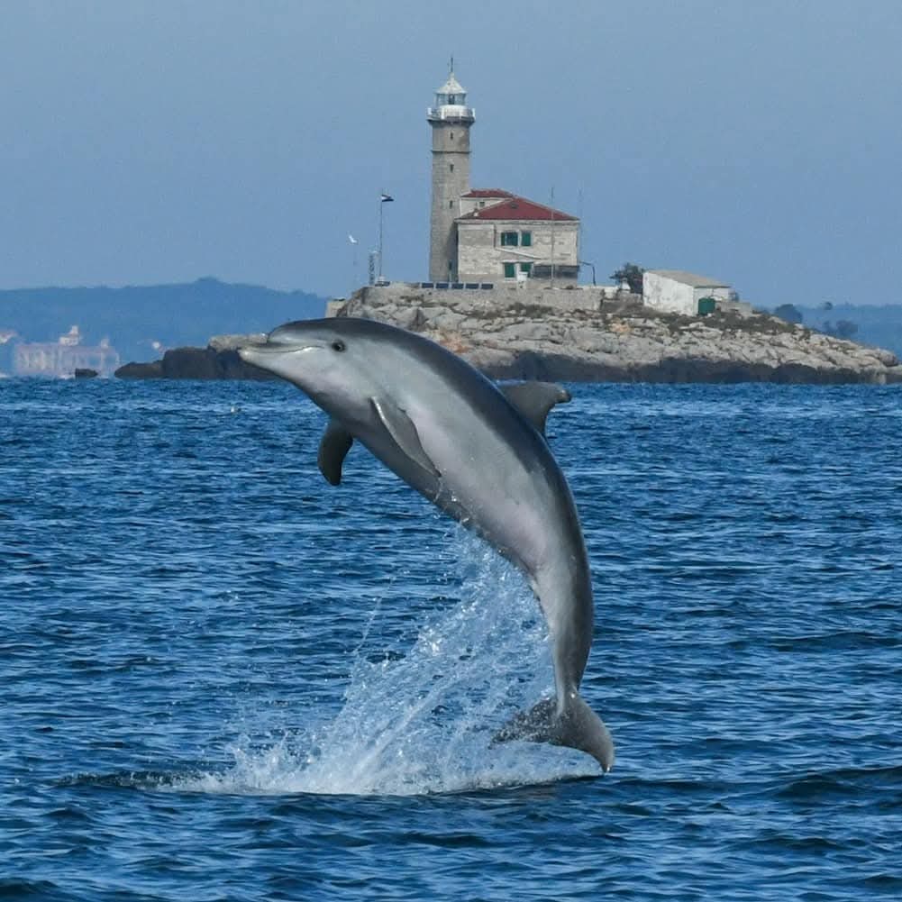 dolphin watching rovinj