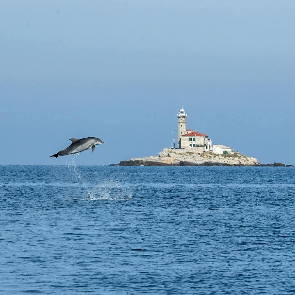 dolphin watching rovinj