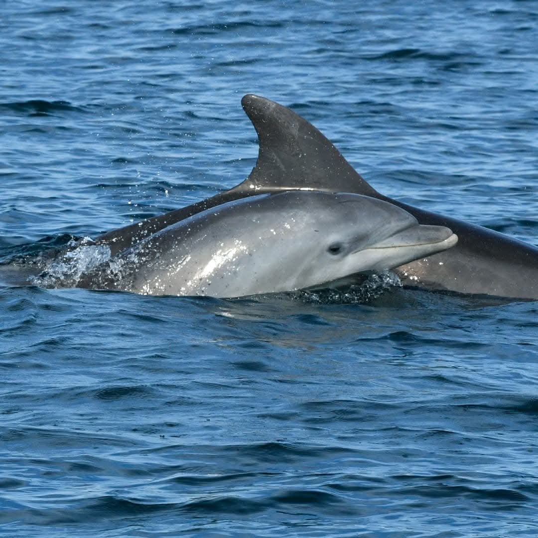 dolphin watching rovinj
