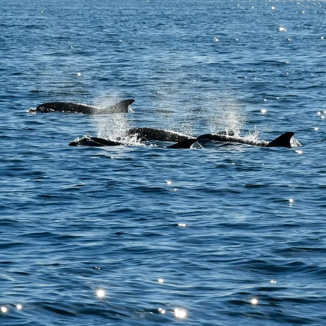 dolphin watching rovinj