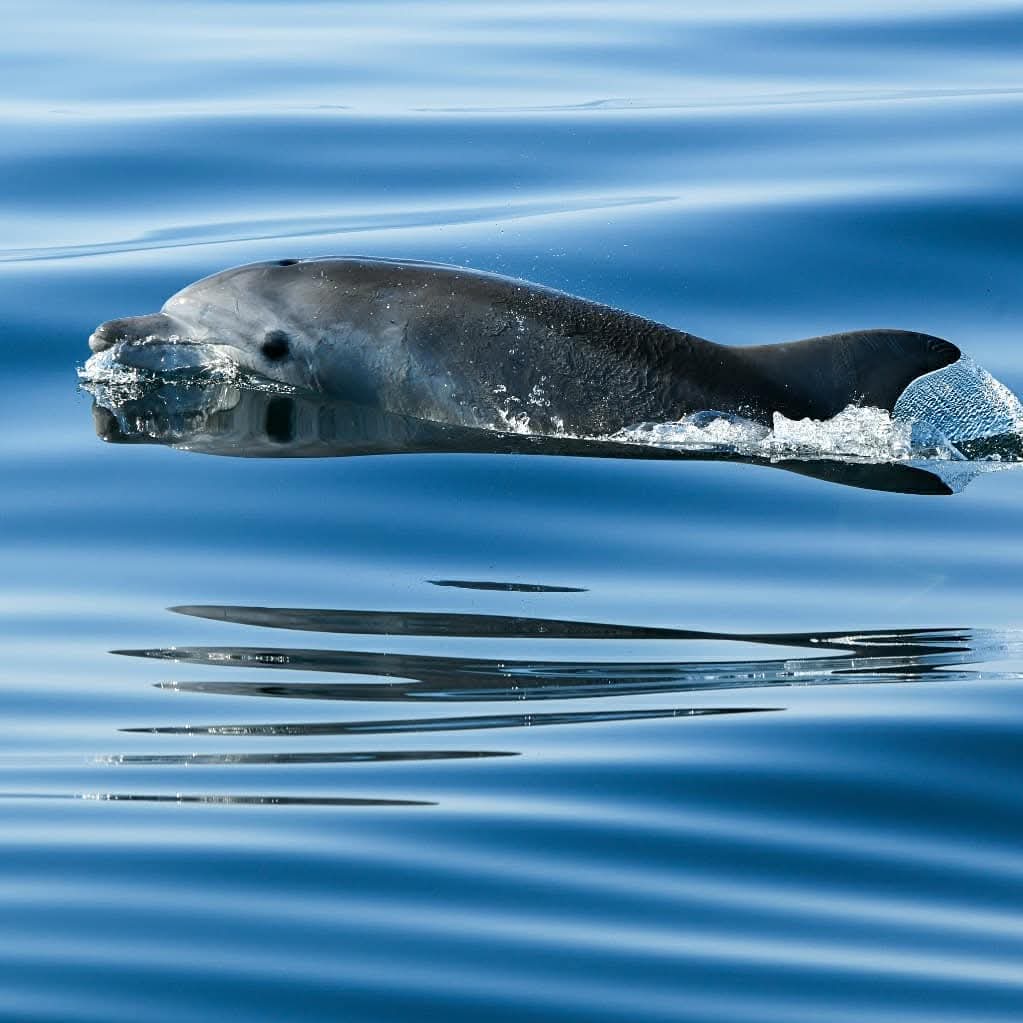 dolphin watching rovinj